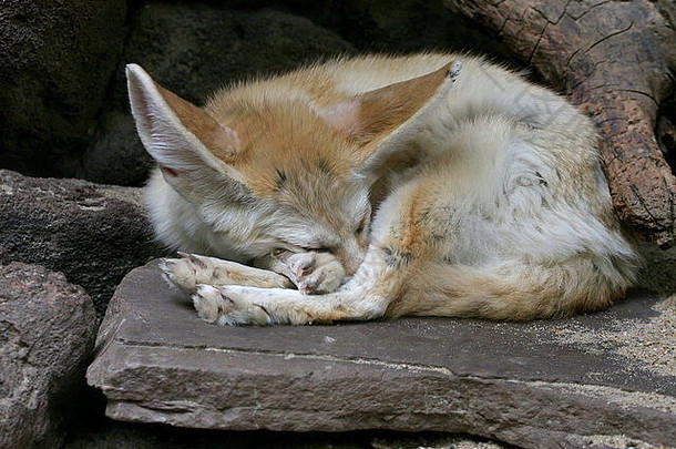 撒哈拉狐（Fennecus zerda）正在小睡