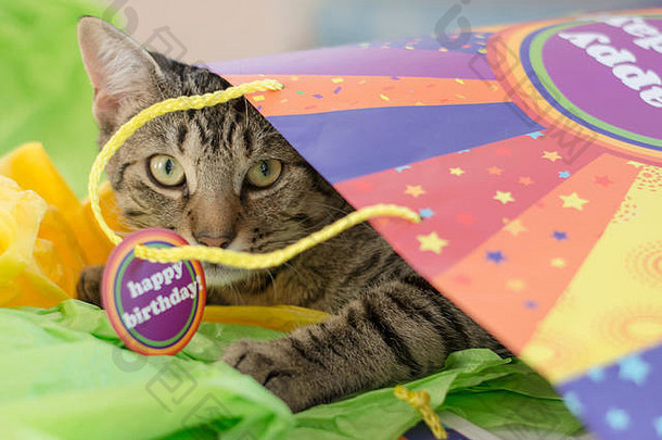 猫在生日礼物袋里玩耍