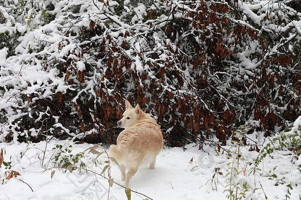 白色狗导航雪地面
