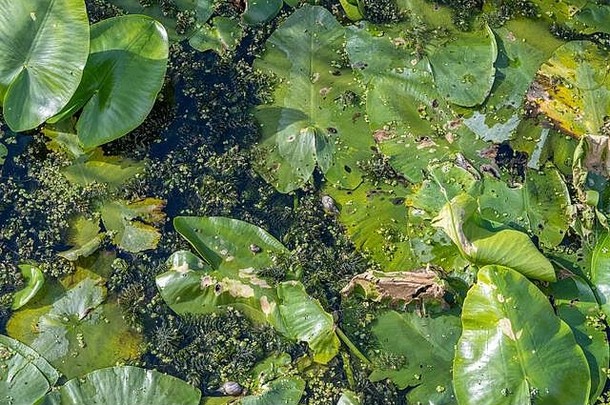 水坝里的睡莲。全绿片。来自瑞典南部斯堪尼亚的照片