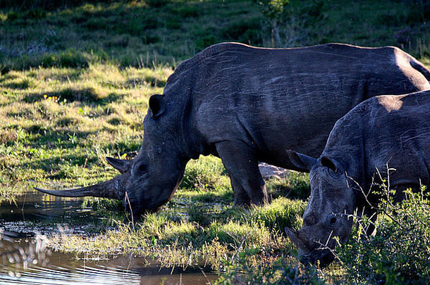 南非草原上的白犀牛，Ceratotherium simum