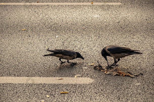 沥青路面上的乌鸦食物之战