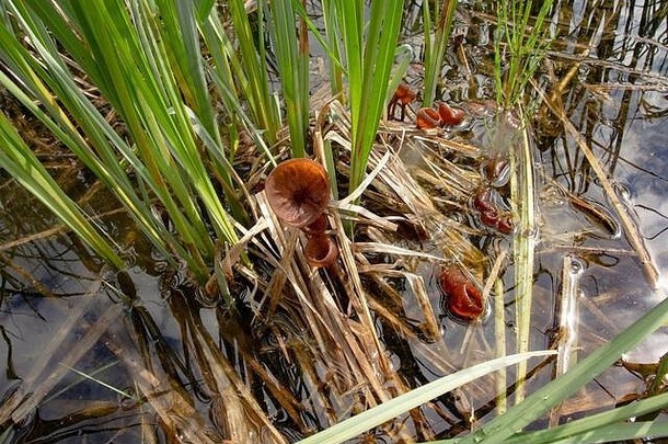 在蒙大拿州桑德斯县的布尔河上，海狸坝上方，生长在洪水泛滥的沼泽地带的苏氏菌核菌杯蘑菇。五月下旬。