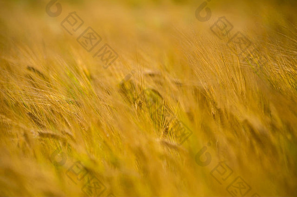 黄色的小麦场关闭宏照片摘要纹理