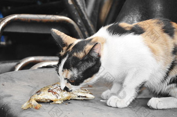 无家可归的小猫在椅子上吃油炸鲭鱼