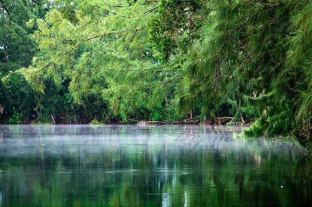雾或雾笼罩在树枝悬垂的湖面上，周围是绿树成林——美国佛罗里达州戴维斯市沃尔夫湖公园
