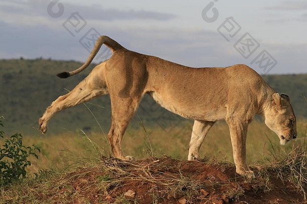 肯尼亚马赛马拉日落时躺在草地上的雄狮