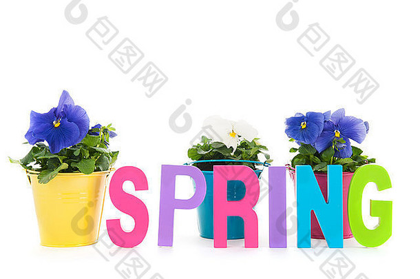 春天，三色堇型植物和白色背景上的文字分离