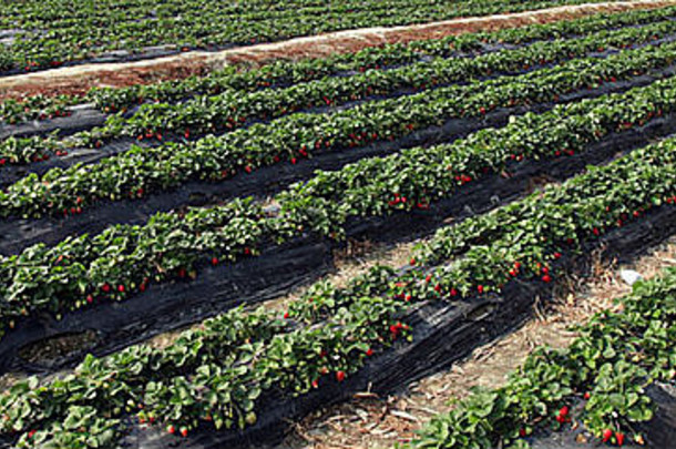 草莓地里准备采摘的一系列草莓。这是一个阳光明媚的日子，它们看起来很好吃。好吃的