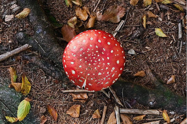 红白他不能吃的蘑菇飞木耳日益增长的野生森林