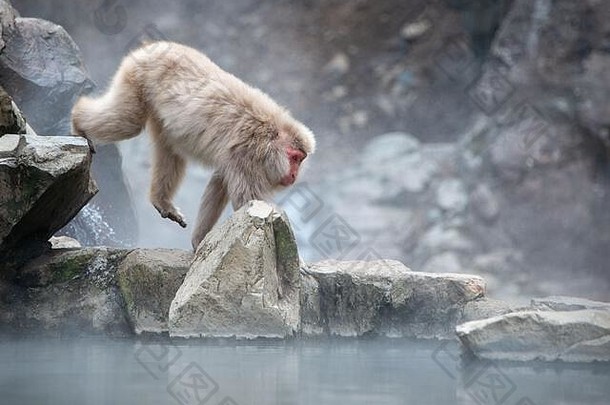 在日本长野的Jigokudani（意思是地狱谷）雪猴公园里，日本猕猴沿着温泉散步