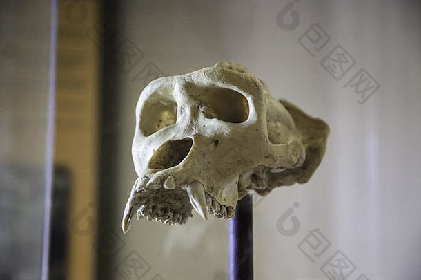 大猩猩头骨动物骨细节头