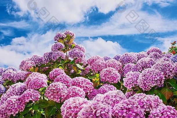 法国布列塔尼，在蓝色多云的天空下，霍尔坦西娅开满了鲜花