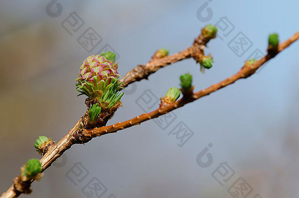 春天的花蕾和新的生长，一个幼小的松果，在树枝上。