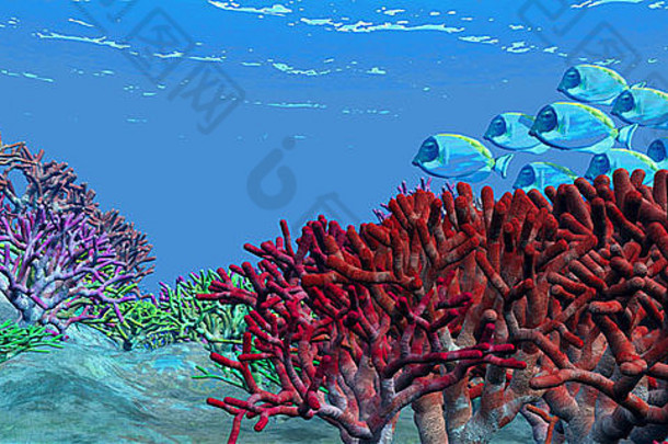 一群彩虹色的蓝色探戈鱼游过海洋礁石上色彩鲜艳的床。