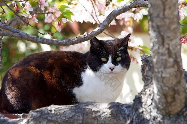 黑色的白色猫休息砖墙树盛开的粉红色的白色花查看器