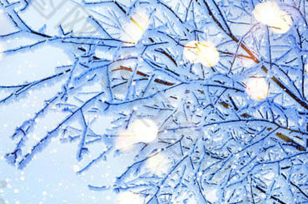 蓝色的冬天仙女背景雪树分支机构灯