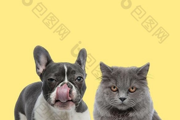 可爱的法国斗牛犬狗舔鼻子英国知识分子的猫相机疯了黄色的背景