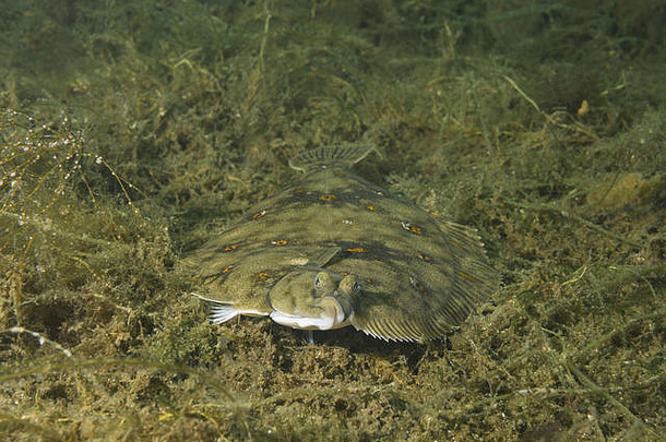 欧洲鲽鱼鱼普拉特萨藻类