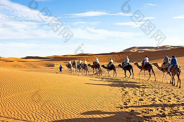骆驼车队穿过撒哈拉沙漠的沙丘，摩洛哥。