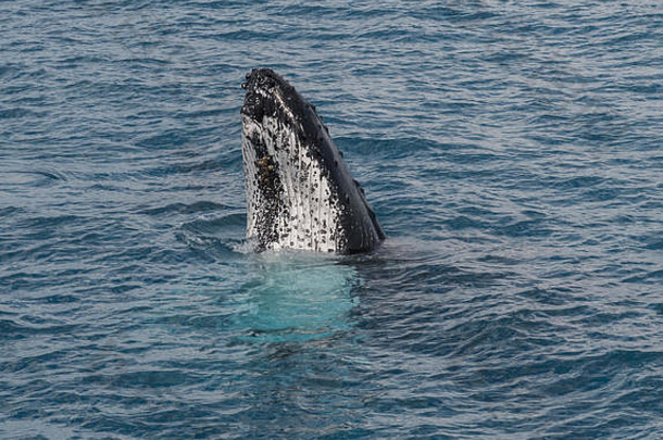 在澳大利亚昆士兰的赫尔维湾，座头鲸向鲸鱼观察者展示它们的技能。