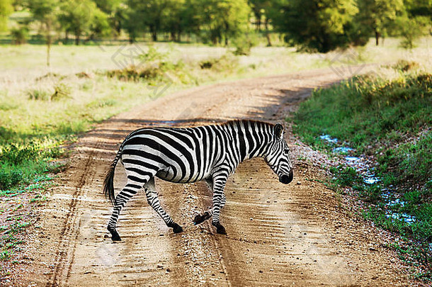 非洲大草原上<strong>横穿马路</strong>的斑马。坦桑尼亚塞伦盖蒂野生动物园