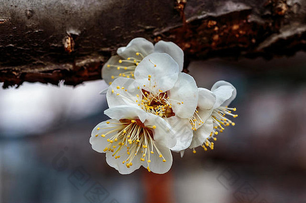 宏拍摄白色李子开花晚些时候2月日本李子水果树布鲁姆日本信号未来春天