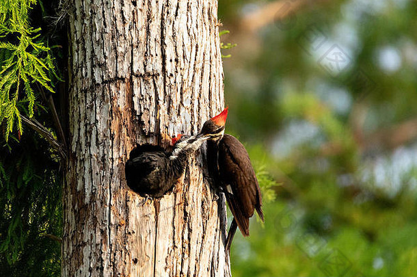 佛罗里达州那不勒斯的一棵树上，成年长毛啄木鸟Hyatomus pileatus从巢洞向外窥视，喂食小鸡。