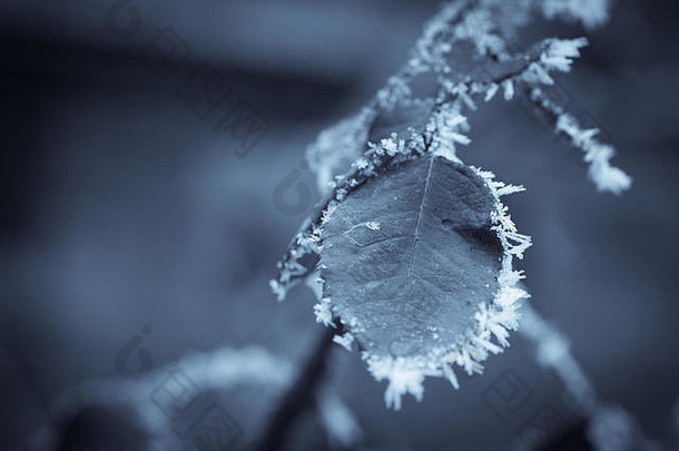 一些冰冻树叶的特写图片。