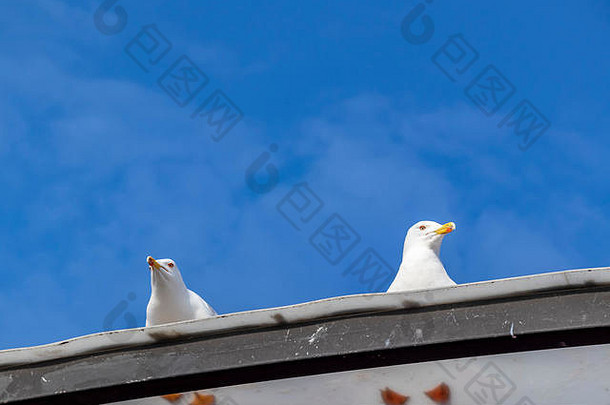 自然界建筑屋顶上的海鸥