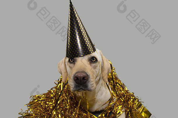 狗狗新年或生日派对帽。有趣的拉布拉多犬躺在金色的蛇形饰带上。在灰色背景上拍摄的独立工作室照片。