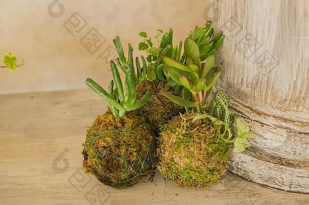 装饰绿色灌木形式球
