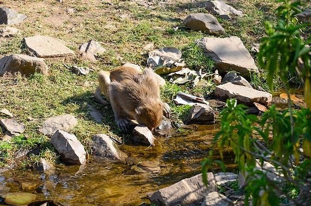 解渴-一只猴子从清澈的溪水中喝水