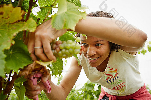 在葡萄园里摘葡萄的女人。