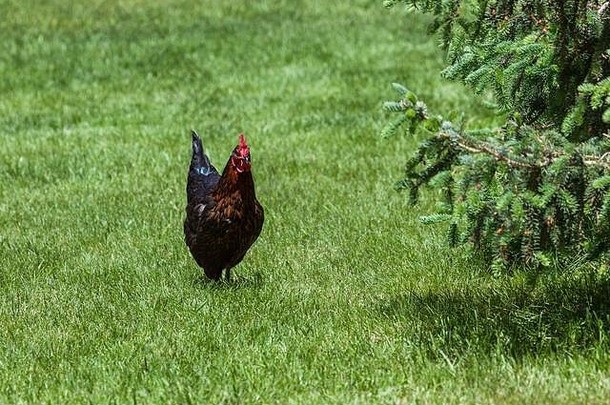 一只闪亮的黑棕色公鸡在一棵冷杉树旁的绿色春草中行走。