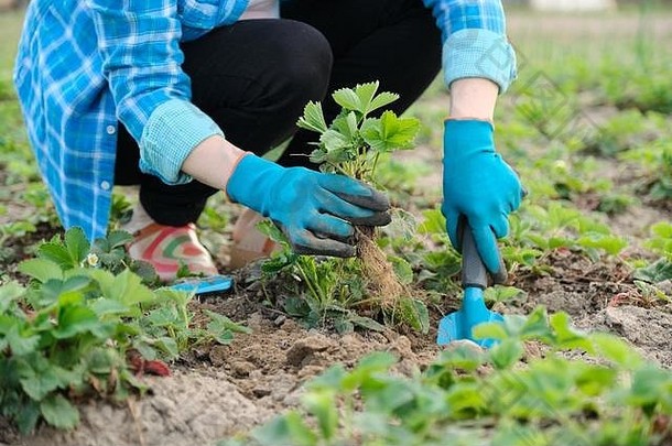 春天的花园里，戴着手套的妇女双手拿着园艺工具在泥土里种植草莓灌木，园丁近距离工作