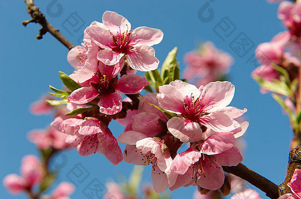 树上的粉红色杏花，科泽格，匈牙利