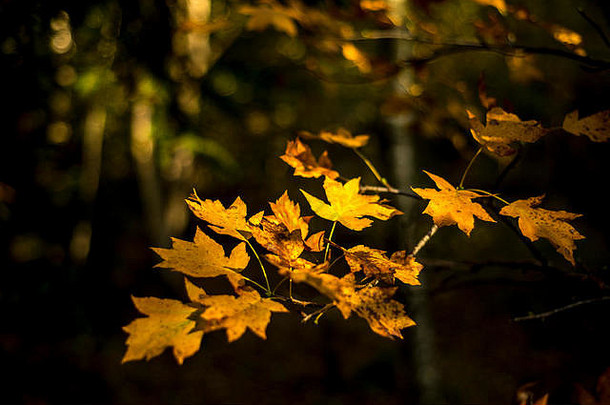 金色秋叶在阳光下，背景较暗，林地景观，英国牛津