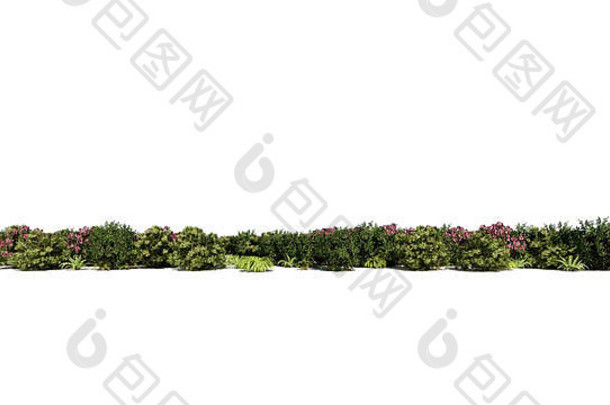 建筑背景用的一组植物的3d渲染（白色隔离）