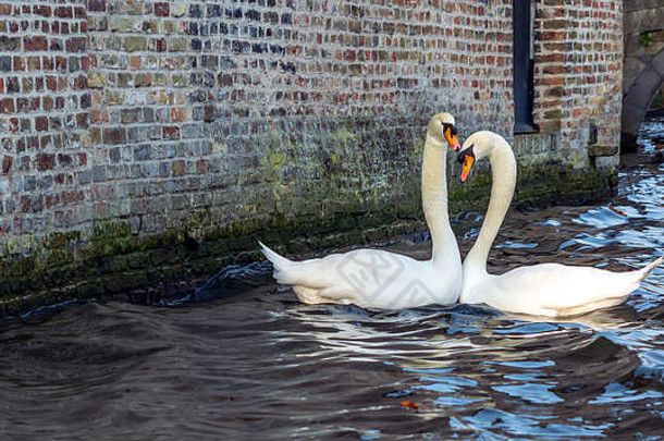 布鲁日运河上的一对浪漫的天鹅。美丽的天鹅夫妇在世界上最浪漫的城市——比利时布鲁日拍摄。