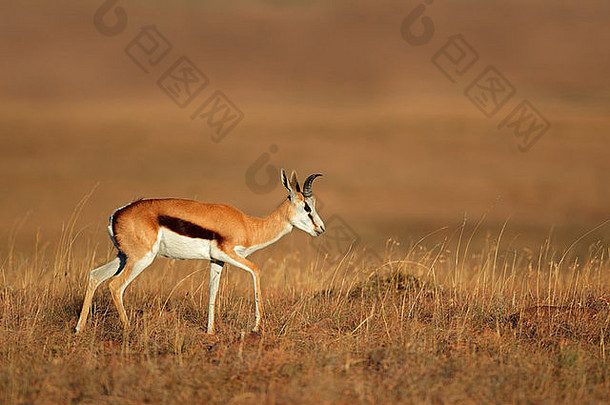 南非草原上行走的跳羚羚羊