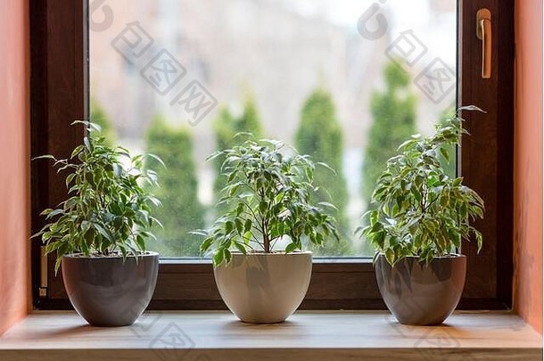 窗台花盆中三种装饰植物的构成