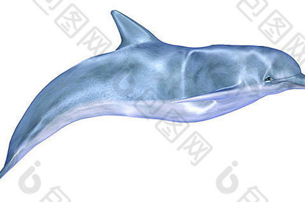 插图蓝色的海豚孤立的白色背景