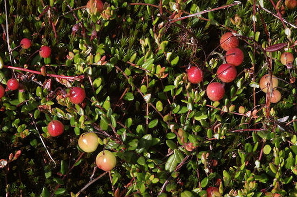小红莓羟球菌palustris瓯穴书小berssen埃姆斯兰地区较低的萨克森德国