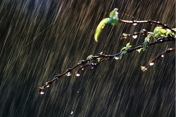 雨天树叶和树枝上的水滴