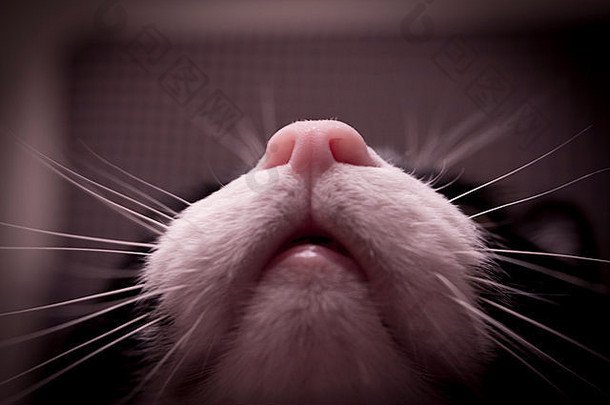 口鼻子胡须猫国内猫人类脸动物眼睛动物鼻子晶须