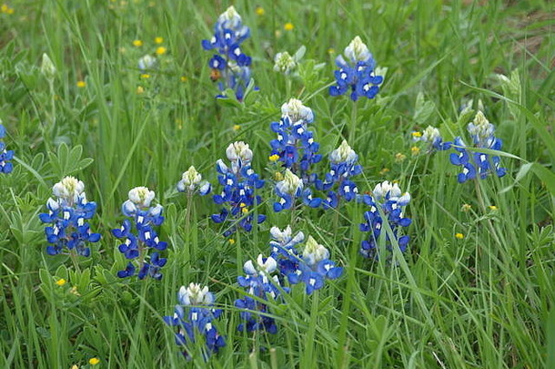 北德州植物区系花朵