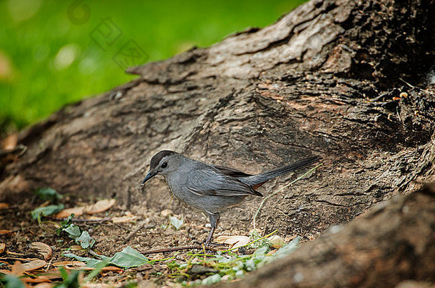 灰色的猫鹊觅食种子基地树地面