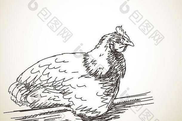 草图母鸡手画插图