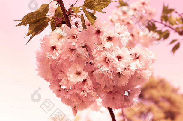 樱花樱桃开花春天美丽的精致的花粉红色的过滤器
